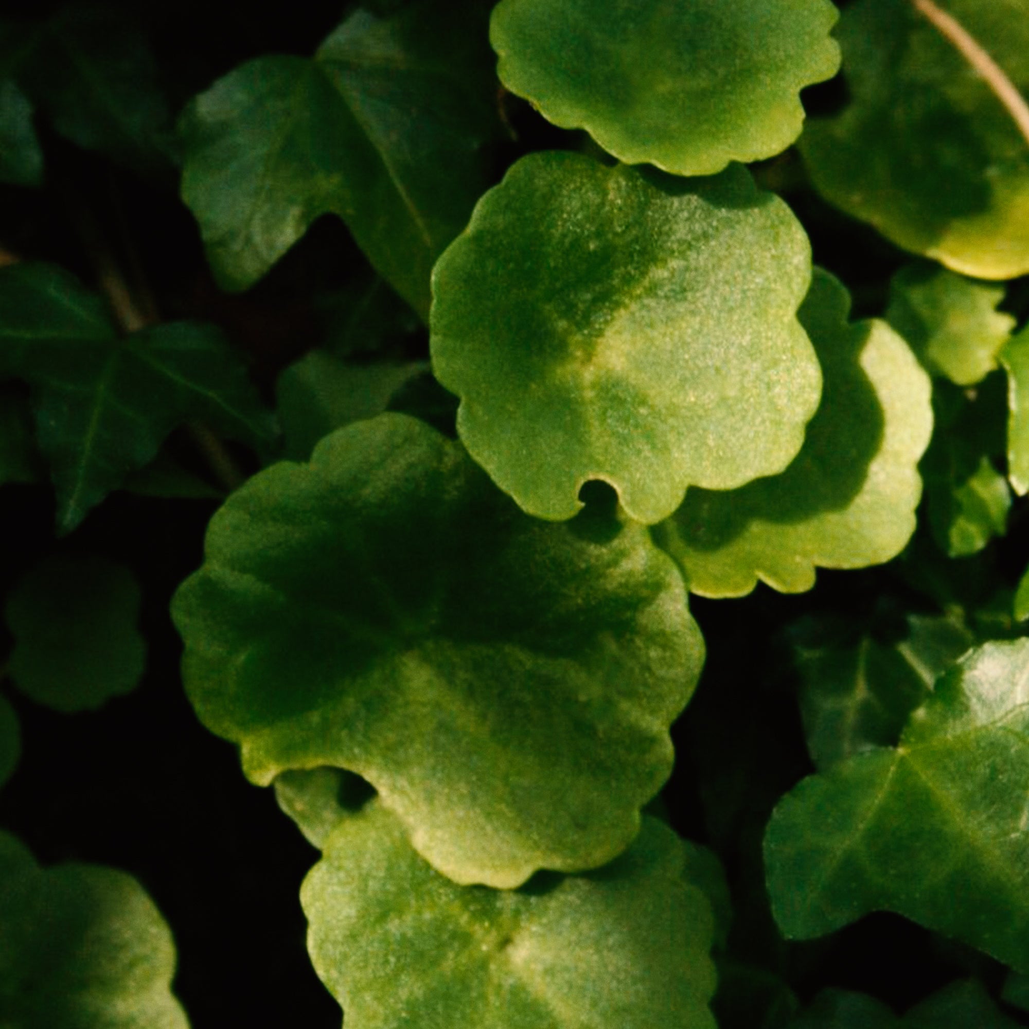 aenea skincare crema bava di lumaca centella asiatica