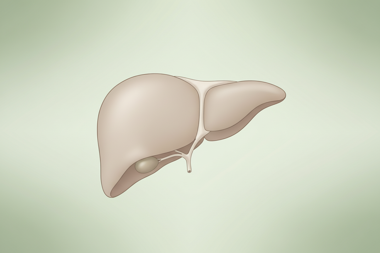 Integratori per disintossicare e purificare il fegato
