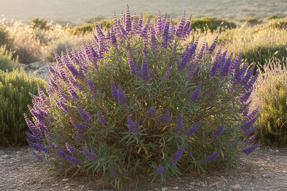 Agnocasto integratore: a cosa serve, benefici e quale scegliere