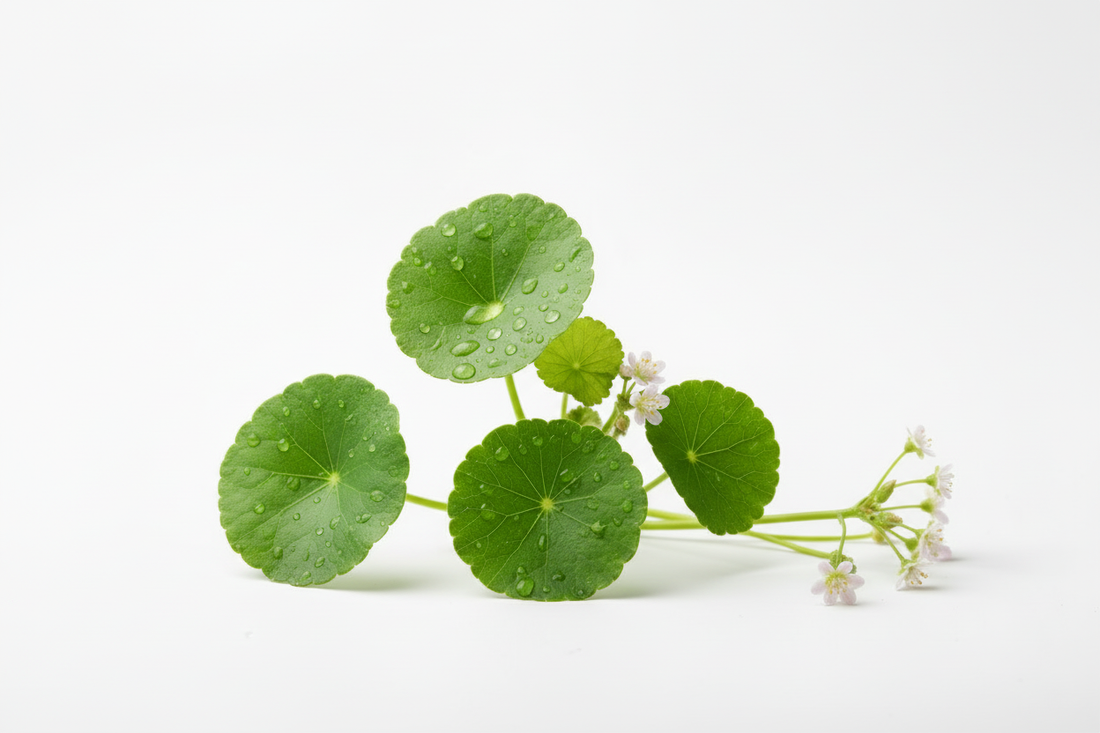 Centella asiatica: proprietà, benefici per la pelle e controindicazioni