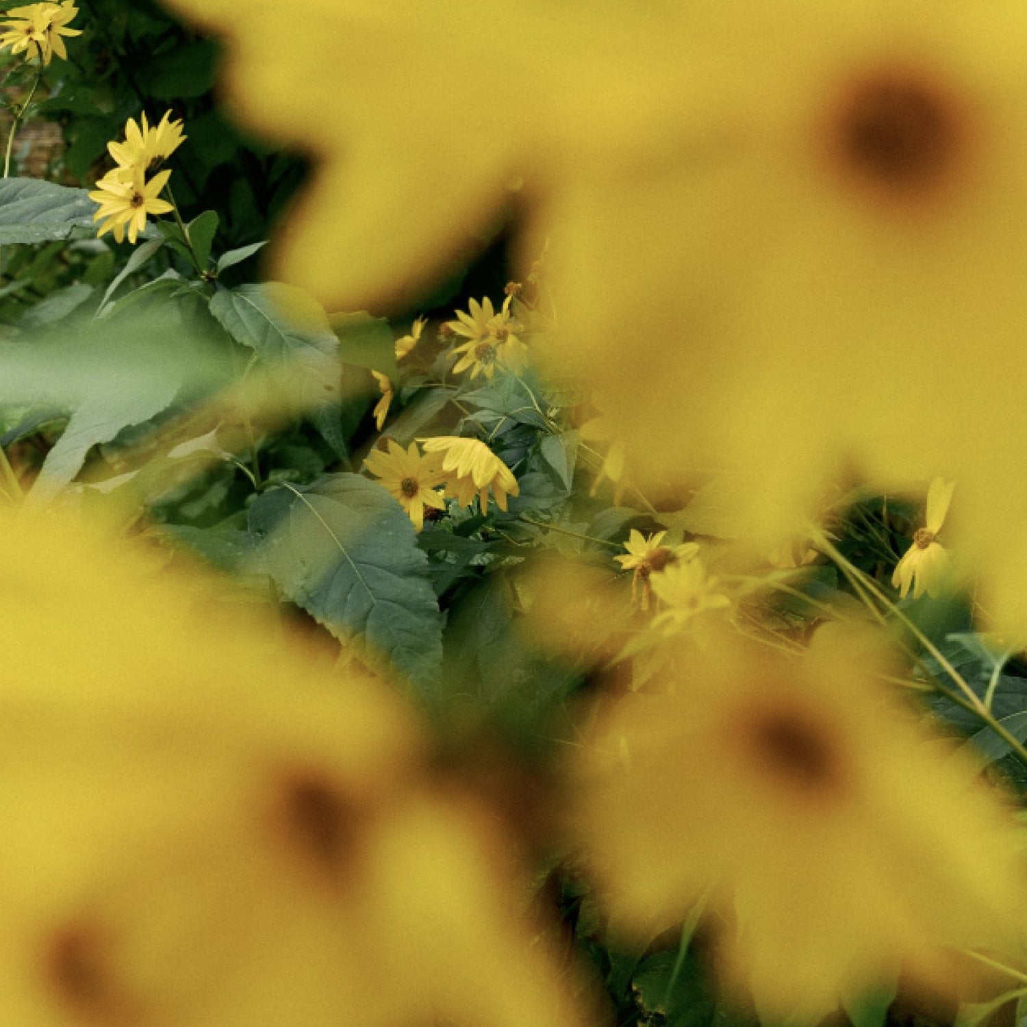 Dieta & Carenze alimentari