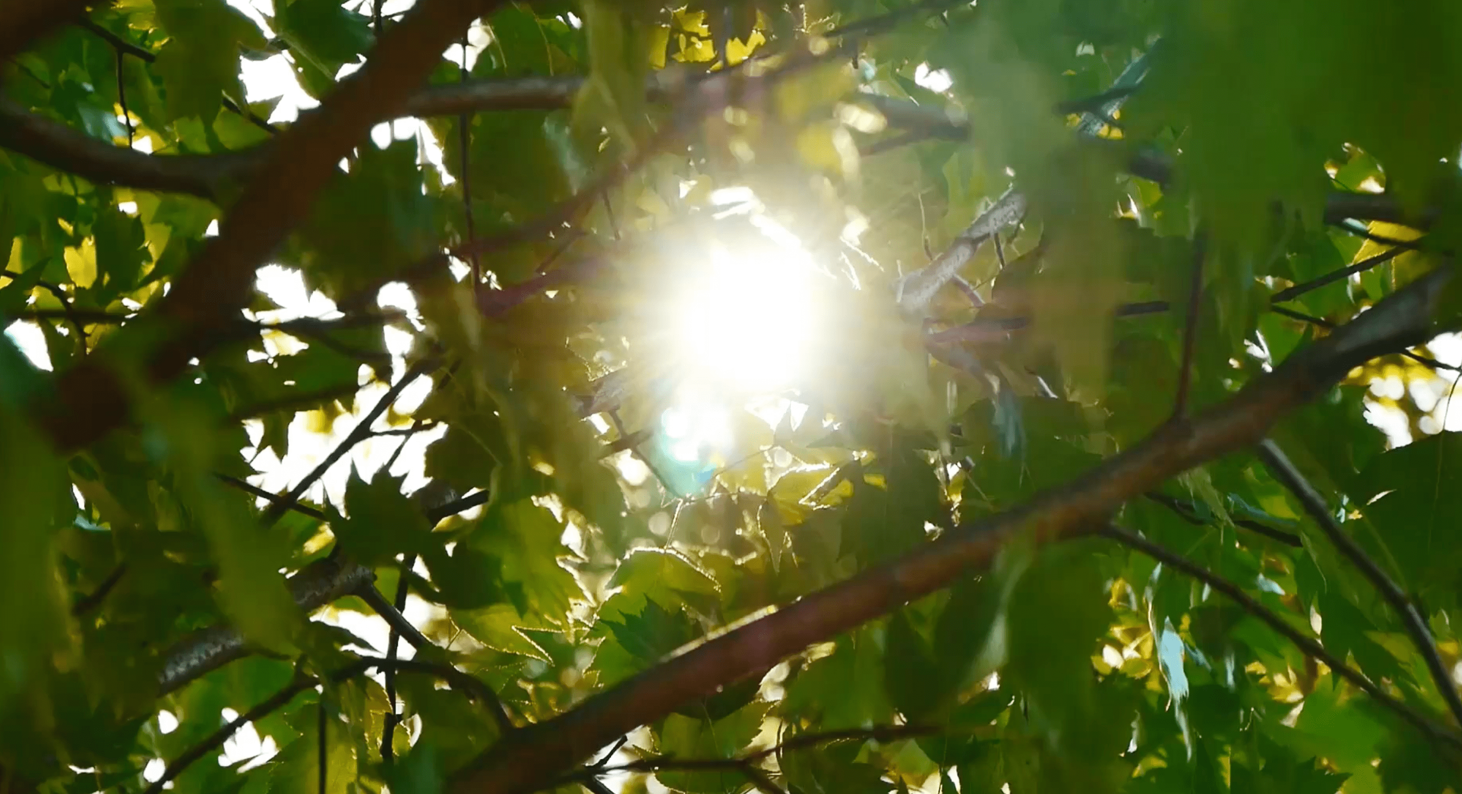 Carica video: Aenea kit anticellulite integratori