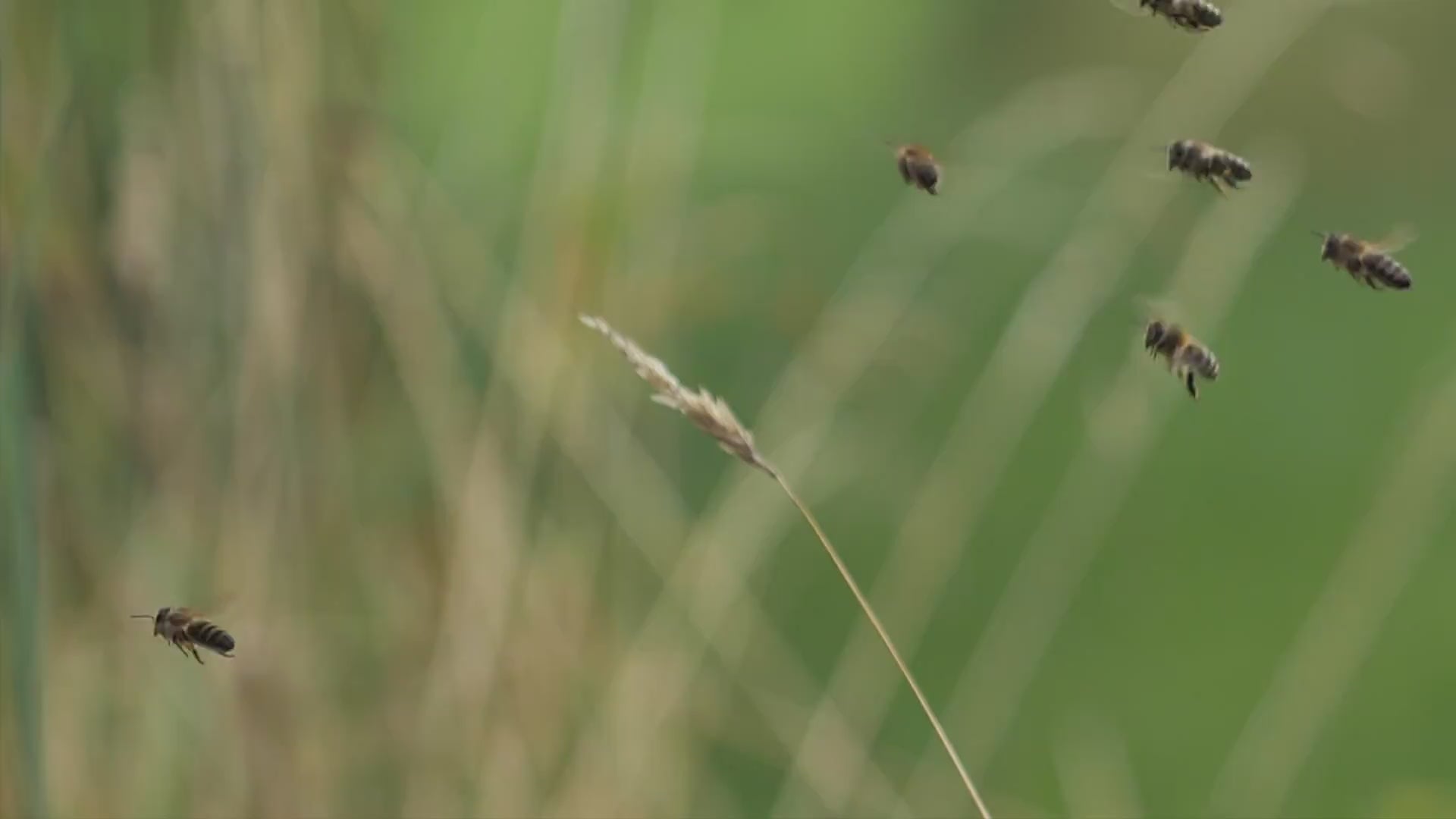Carica video: Progettati dalla natura, perfezionati dalla ricerca.